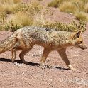 A culpeo fox