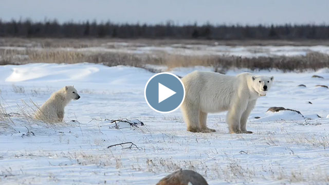 Walking with Polar Bears – November 2015
