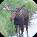 Moose (through binoculars)