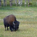 Bison – super friendly and just love it when you try to climb on their back for a joy ride!