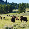 Bison – there were about 4900 in Yellowstone as of July 2014