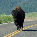 Bison seem to like walking the center line.
