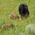 Black bear and her cubs