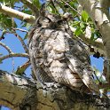 Great horned owl in Mammoth