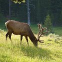 Elk near Canyon Lodge
