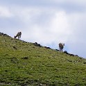 Bighorn sheep near the top of Mount Washburn