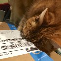 Pan helping me prepare a package for shipping (December 2016)