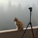 My photographic helper (November 2014) – during a time-lapse of a  particularly fantastic foggy sunrise .