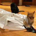 No cat toy is better than a nice, big, noisy bag (October 2016)
