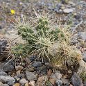 Mojave Mound Cactus (Echinocereus triglochidiatus)