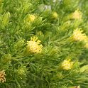 Sprucebush (Peucephyllum schottii)