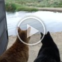 A short video sequence of the cats exploring the area around the warm spring. (73 seconds)
