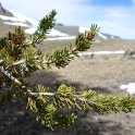 Bristlecone pine