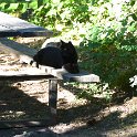 Hera's favorite spot at any established campground: the picnic table