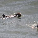 A sea otter tries to hold his territory surrounded by surfers
