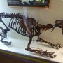Saber-Toothed cat