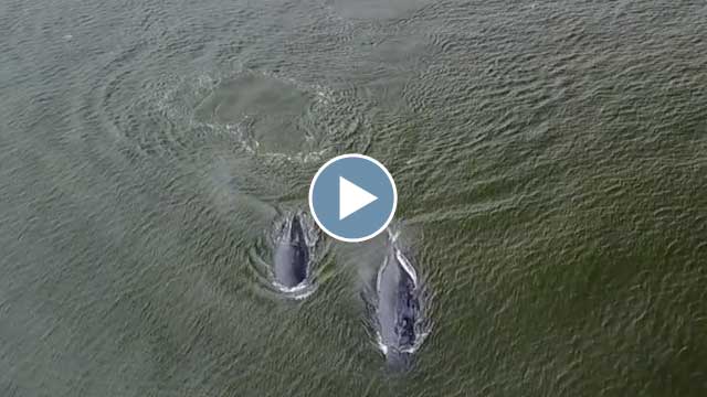 Flying Over Humpbacks – August 2017