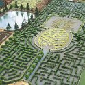 Dole plantation's pineapple maze (photo belongs to Dole)