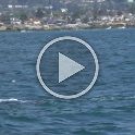 A short video of our two gray whale encounters (2:45, 55 MB)