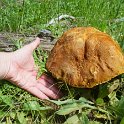 An enormous mushroom!