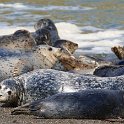 Harbor seals at the mouth of the Russian River