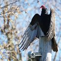 Turkey vulture sunning itself along the Russian River