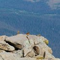 Marmots surveying the landscape