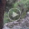 Bears in the trees while hiking up to Hanging Lake (short video)