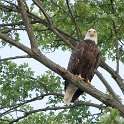 Bald Eagle in Merrick State Park (WI)