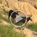 bighorn-sheep