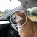 driving-with-cats