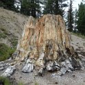 Petrified trees in Florissant Fossil Beds National Monument