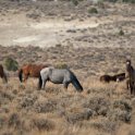 Wild horses in Sand Wash Basin HMA (Colorado)