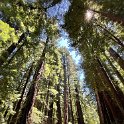 Visiting Humboldt Redwoods State Park