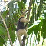 Anteater in a tree
