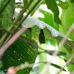 "Tent-making bat" or American leaf-nosed bats