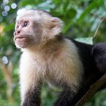 White-faced or Capuchin monkey