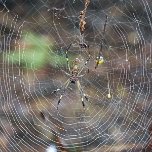 Golden silk orb-weaver spider