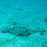 Round blue-spotted ray