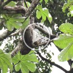 Three-toed sloth on the move
