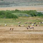 Hart Mountain Antelope Refuge