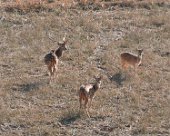 DSC07055 Spotted deer in Ranthambore National Park