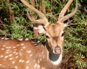 DSC07073 Spotted deer in Ranthambore National Park
