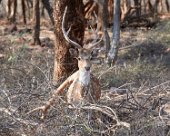 DSC07085 Spotted deer in Ranthambore National Park