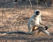 DSC07083 Langur monkey in Ranthambore National Park