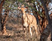 DSC07088 Nilgai antelope in Ranthambore National Park