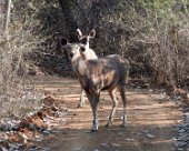 DSC07115 Sambar deer in Ranthambore National Park