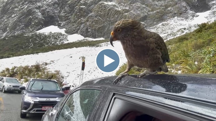 Kea Bird Attack – October 2024