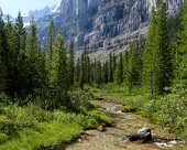 DSC03960 Stanley Glacier Trail