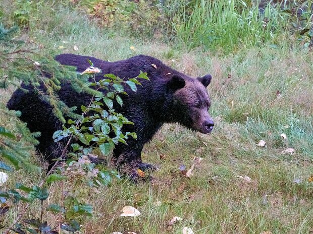 Northbound to the Yukon (August 2025) Smithers, Terrace, Stewart/Hyder, Salmon Glacier, Stikine River Canyon, Telegraph Creek Road, Atlin Lake,...